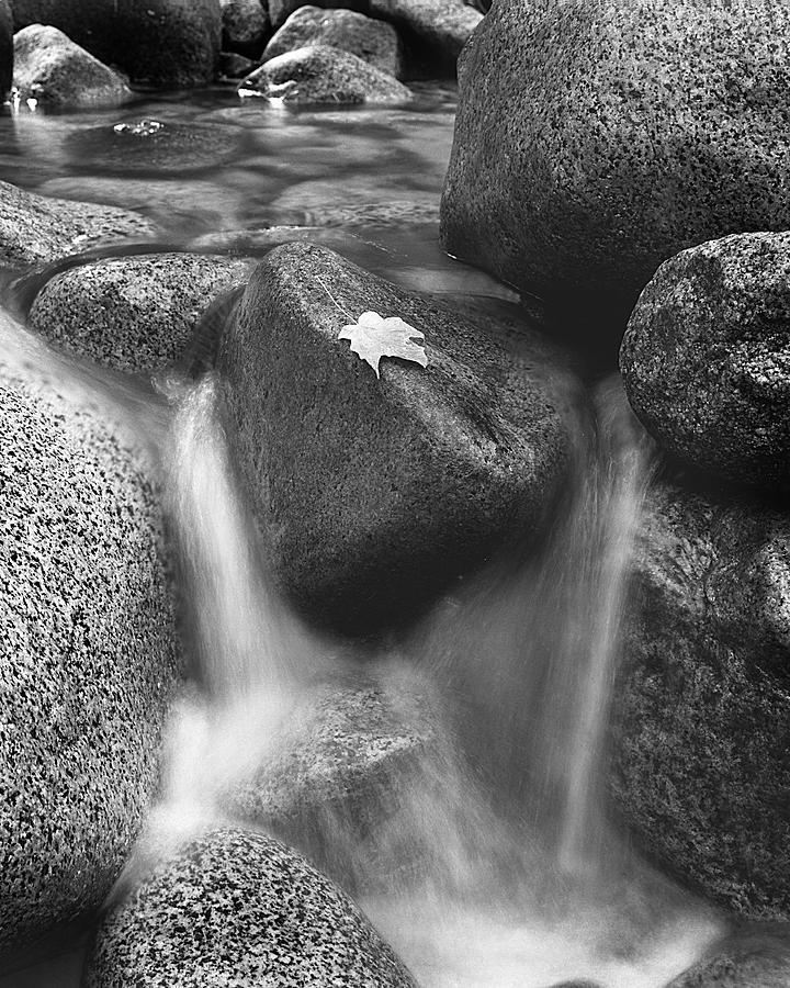 Leaf on A Rock Photograph by Joe  Palermo