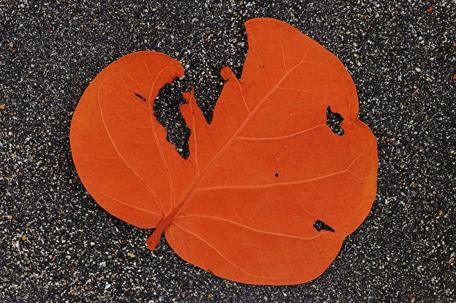 Leaf on Black Sand- St Lucia Photograph by Chester Williams