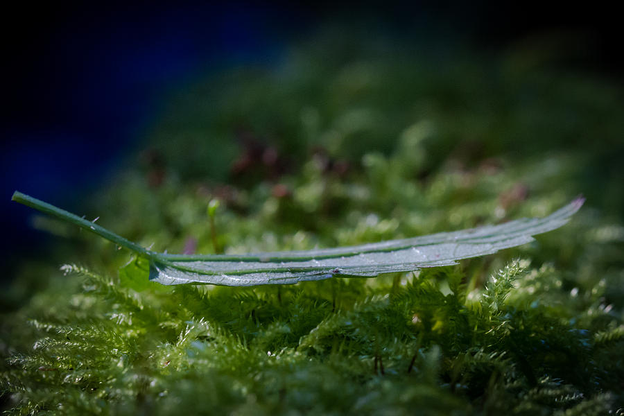 Leaf On Grass Photograph by Andreas Levi