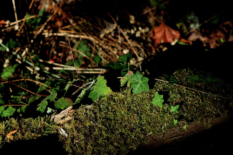 Leaf on Moss Photograph by Lorraine Devon Wilke