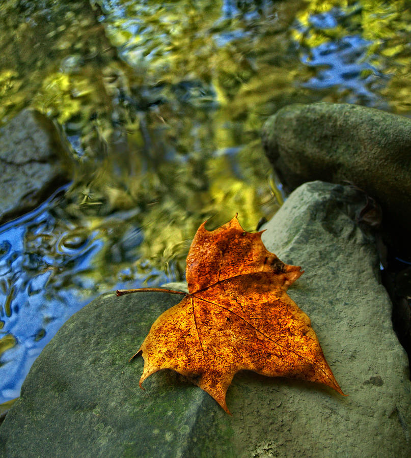 Fall Photograph - Leaf on River Rock by Brian Mollenkopf