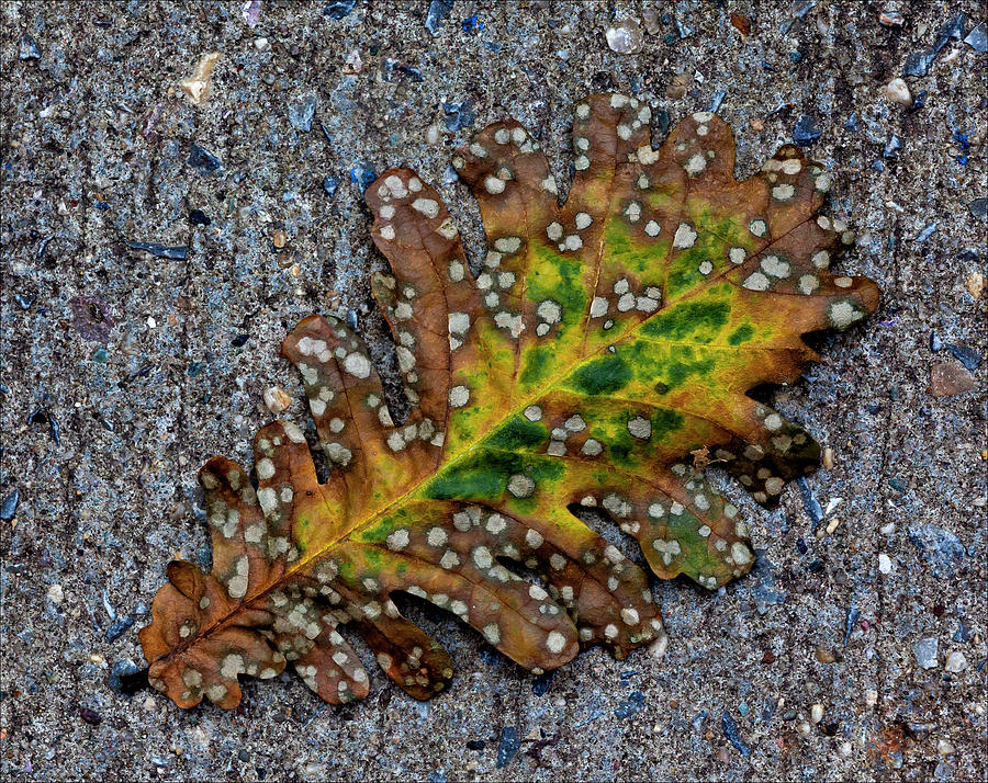 Leaf On The Sidewalk Photograph