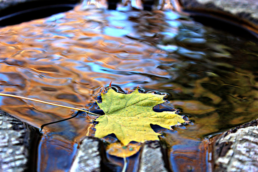 Leaf on the Water Photograph by Jo Sheehan
