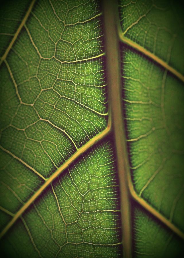 Leaf Pattern 1 Photograph by Amy Neal