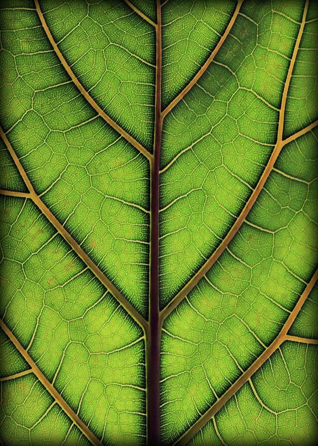 Leaf Pattern 2 Photograph by Amy Neal