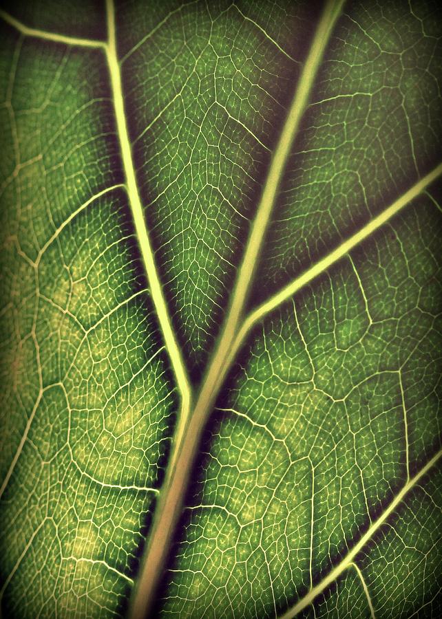 Nature Photograph - Leaf Pattern 3 by Amy Neal