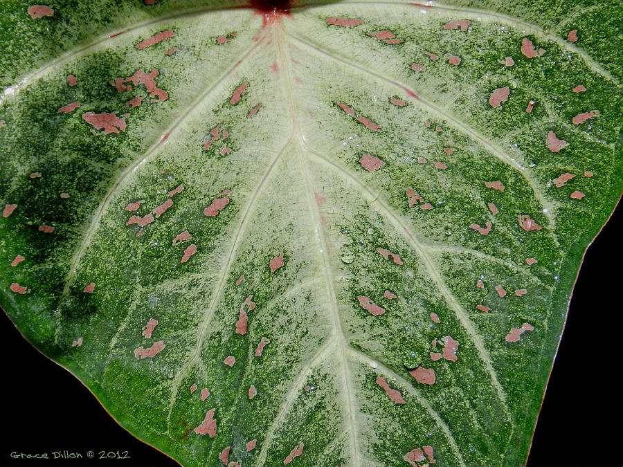 Leaf Photograph - Leaf Pattern by Grace Dillon