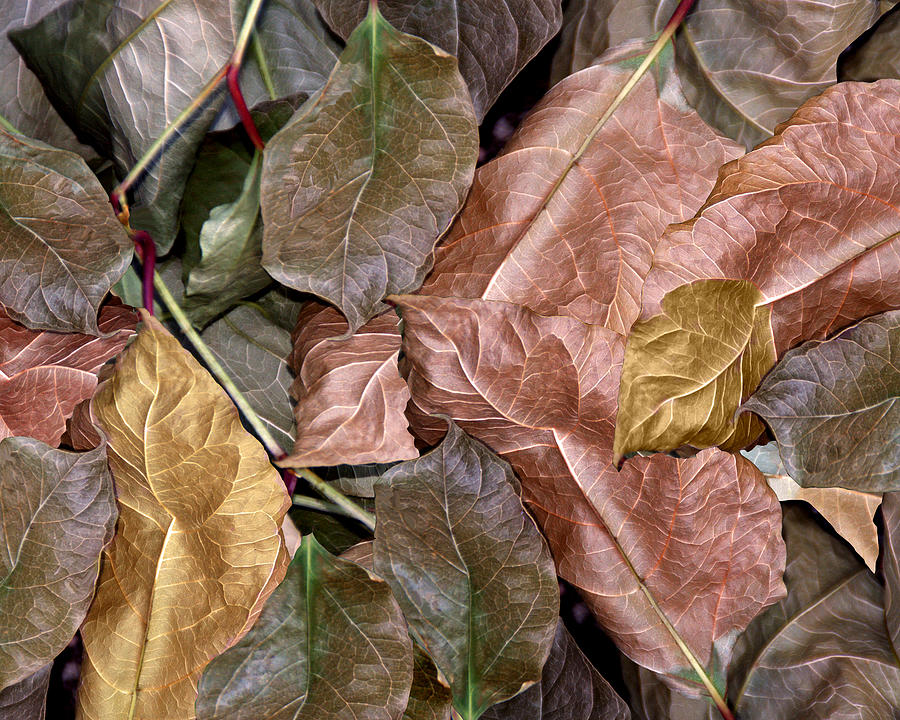 Leaf Pattern Photograph by Lynda Lehmann