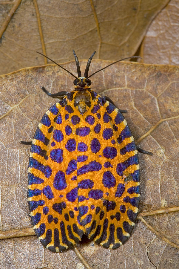 Leaf Roller Moth Costa Rica Photograph by Piotr Naskrecki