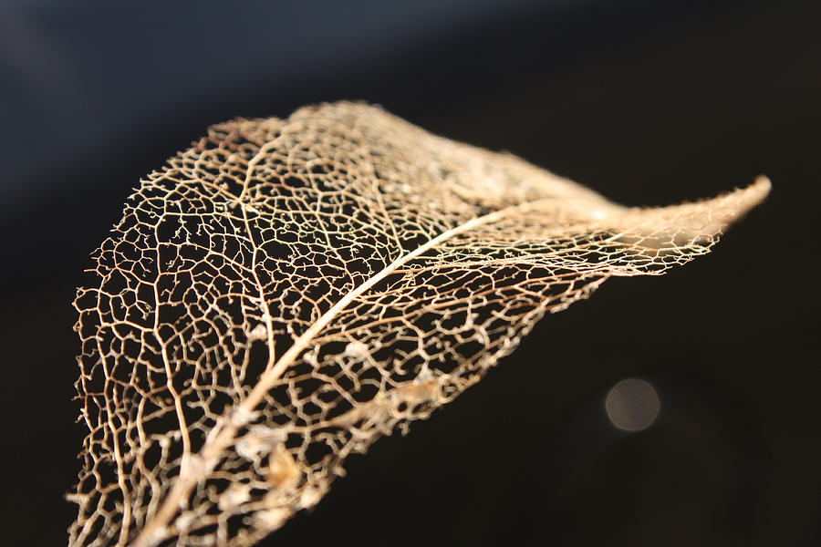 Leaf Skeleton Photograph by Cathie Douglas