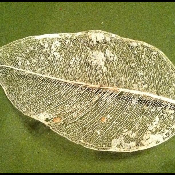 Nature Photograph - Leaf Skeleton.... Found Under Layer Of by Vicki Damato