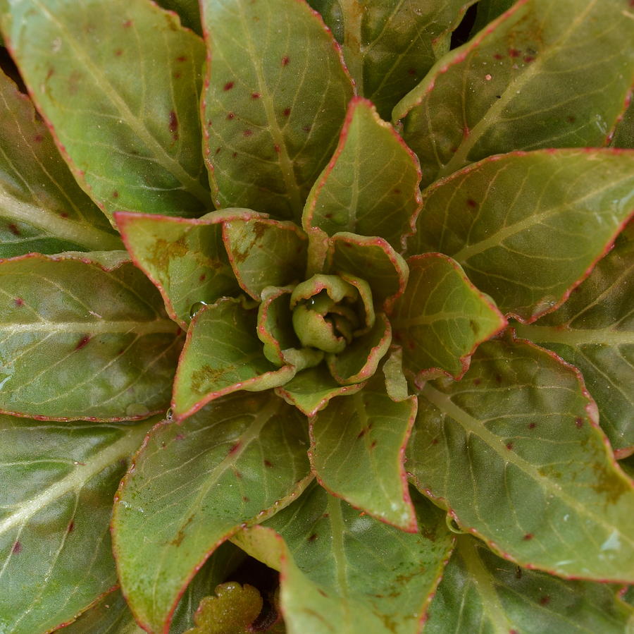 Green Photograph - Leaf Star by JD Grimes Green Photograph - Leaf Star by JD Grimes