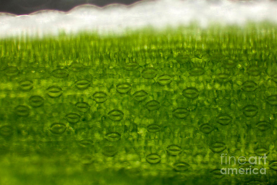 Leaf Stomata, Lm Photograph by Ted Kinsman