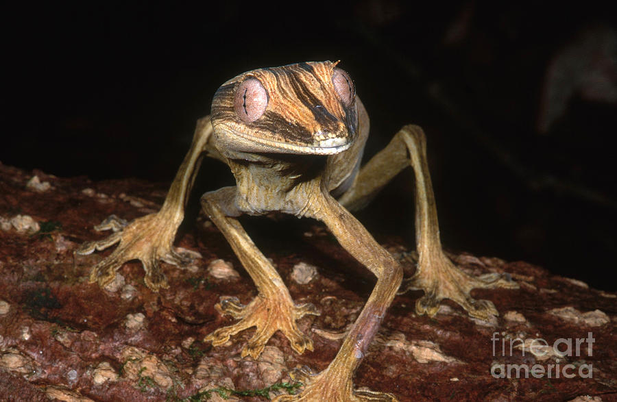 Leaf-tail Gecko Photograph by Dante Fenolio