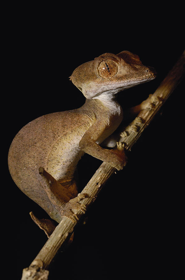 Leaf-tailed Gecko Uroplatus Ebenaui Photograph by Pete Oxford