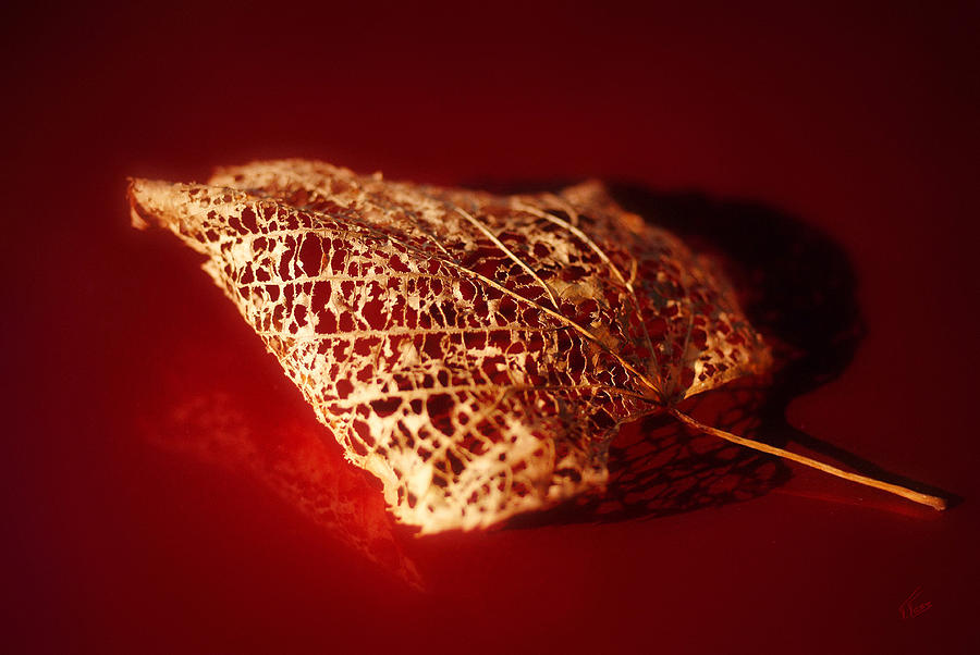 Leaf Photograph by Tatiana Fess
