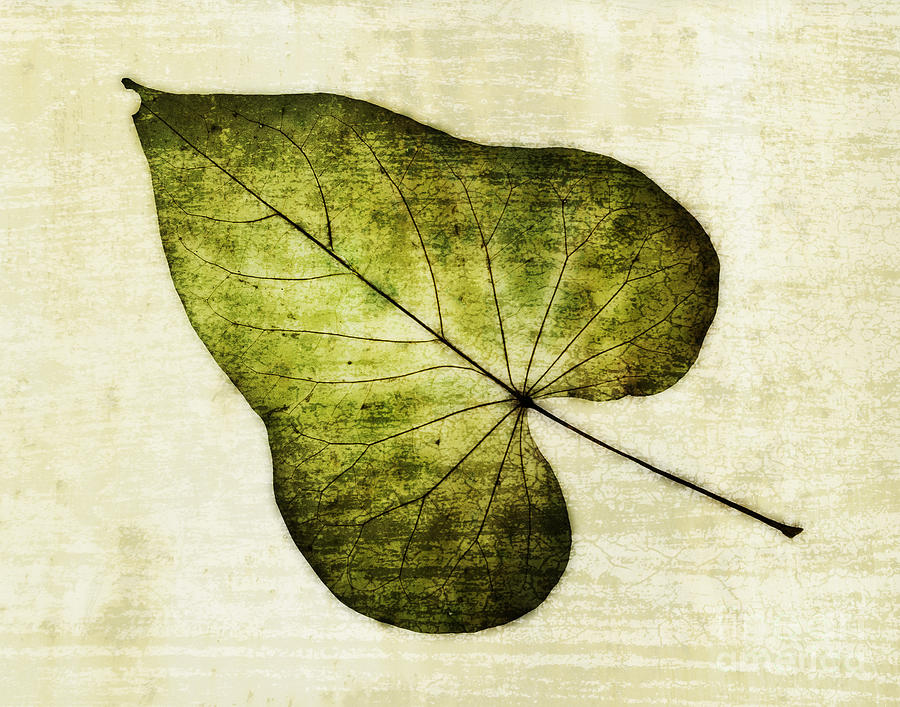Leaf Texture Overlay Photograph by David Waldrop