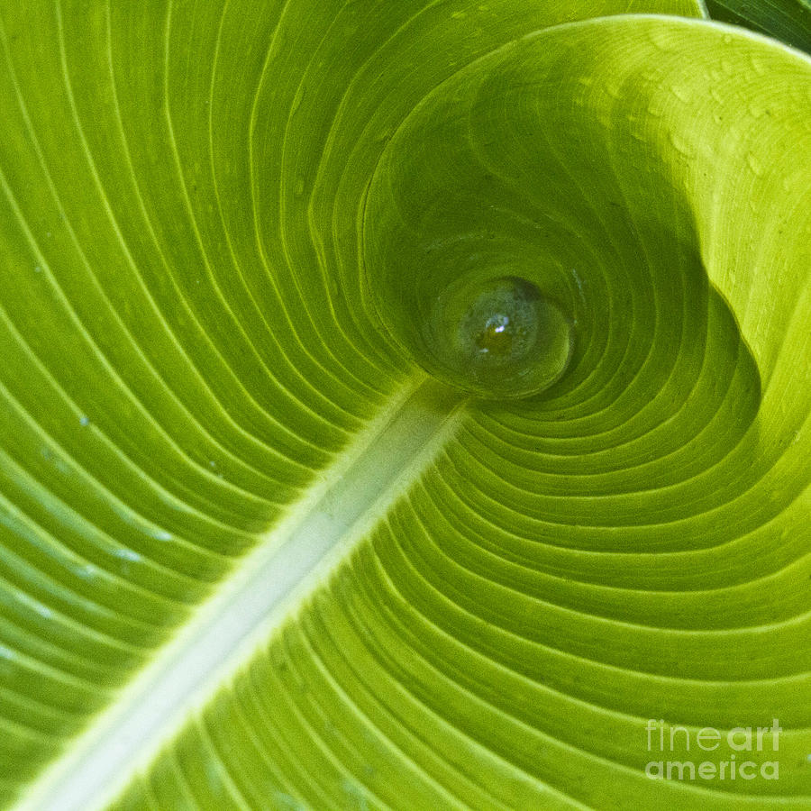 Nature Photograph - Leaf Tube by Heiko Koehrer-Wagner