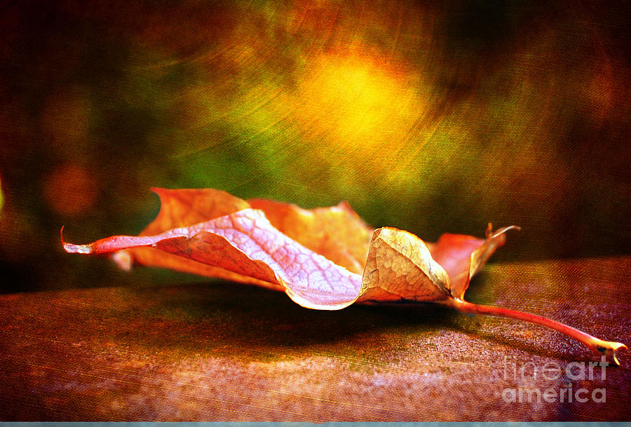 Leaf Votex Photograph by Elaine Manley