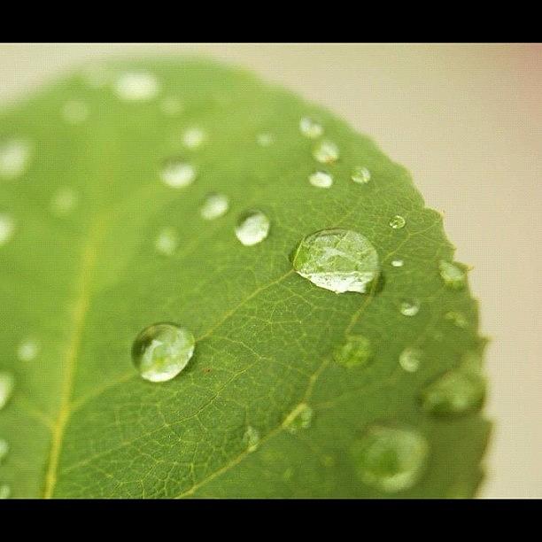 Beautiful Photograph - #leaf #water #wet #pretty #beautiful by Jamiee Spenncer