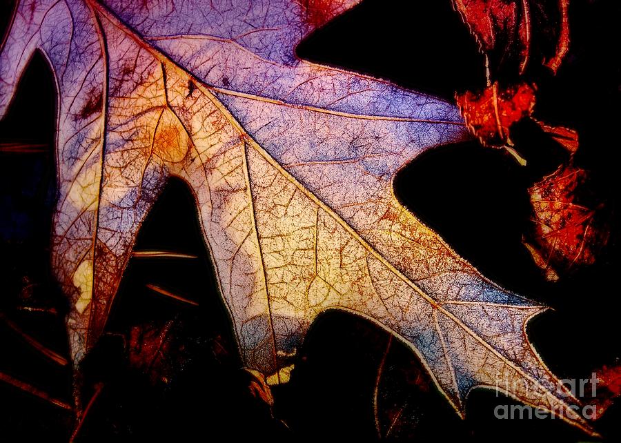 Leaf with Frost Photograph by Judi Bagwell