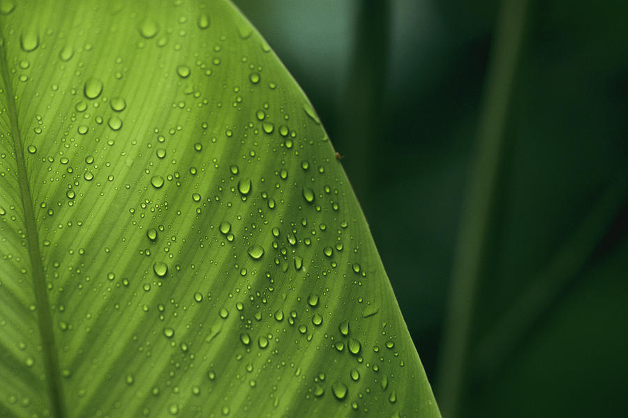 Leaf With Water Drops, Barro Colorado Photograph by Christian Ziegler