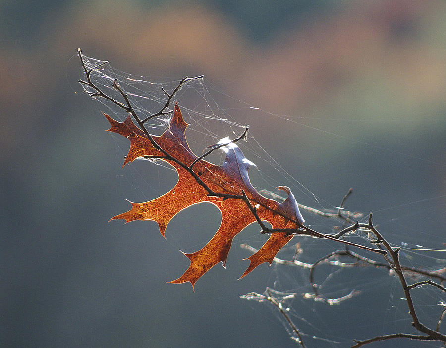 Leaf with Web Photograph by Frank Winters