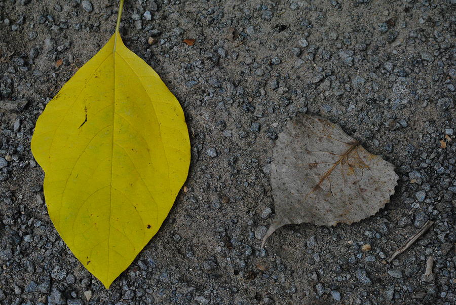 Leaf Photograph - Leaf yellow and grey by Jeffrey Platt