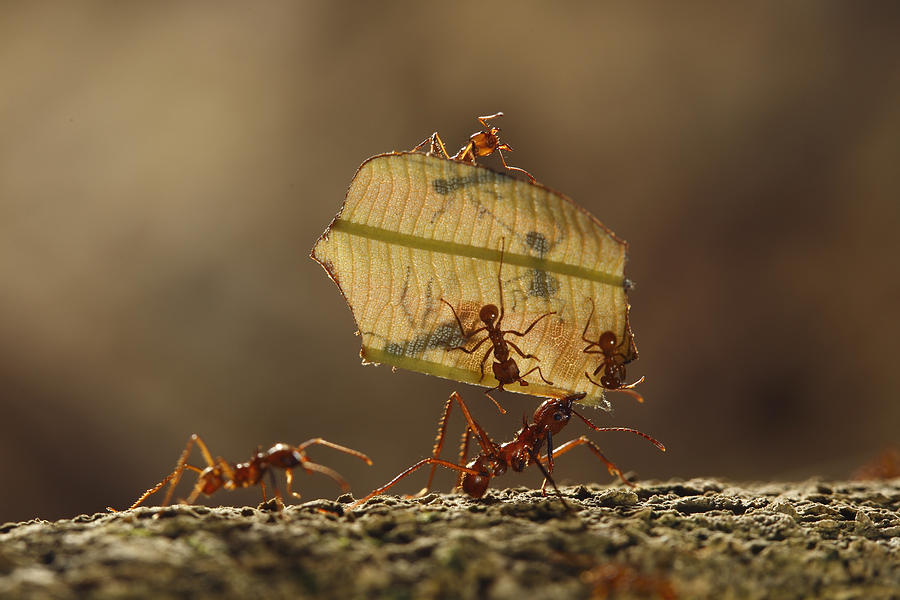 Leafcutter Ant Atta Sp Group Carrying Photograph by Cyril Ruoso