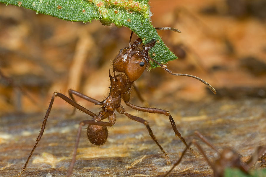 leather leaf cutter ant soldier