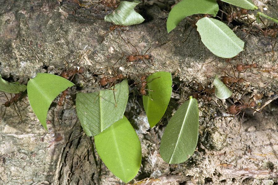 Ant Photograph - Leafcutter Ants Carrying Leaves by Bob Gibbons