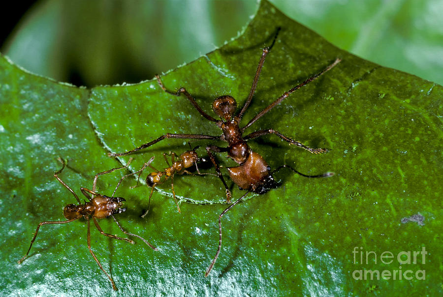 Leafcutter Ants Cutting Leaf Photograph by Greg Dimijian