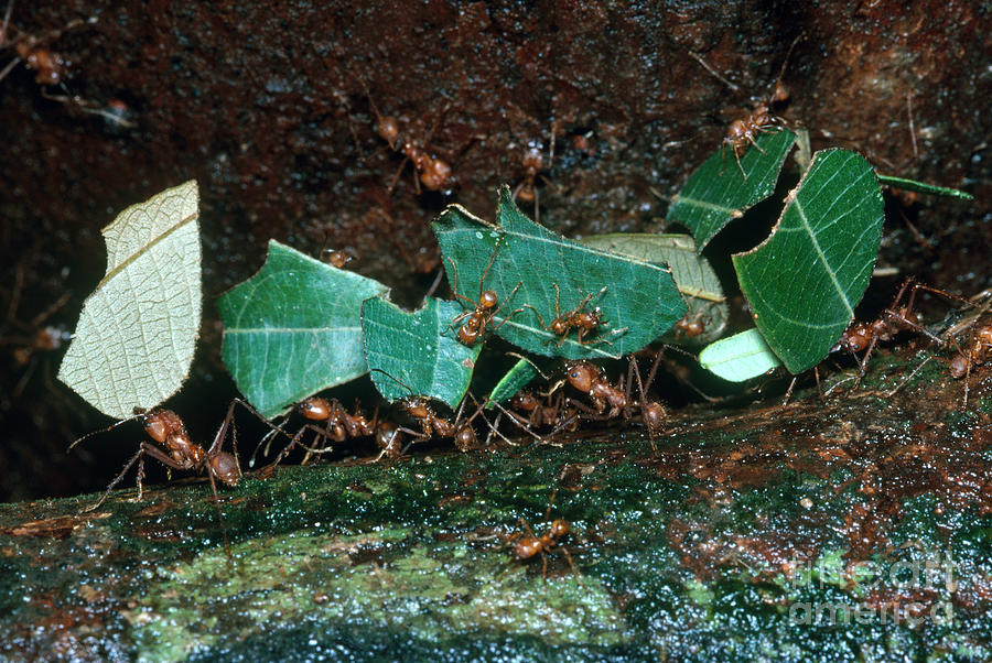 Leafcutter Ants Photograph by Gregory G. Dimijian