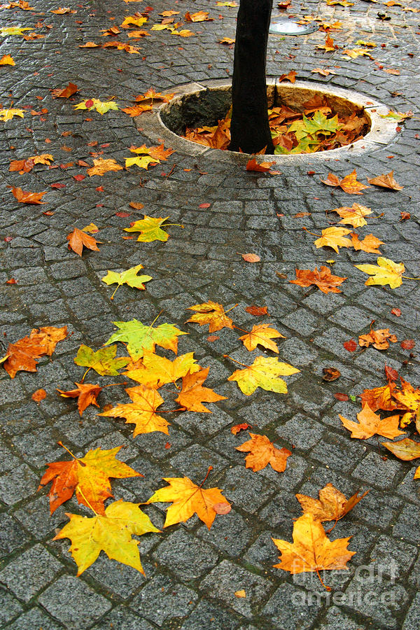 Leafs in Ground Photograph by Carlos Caetano | Fine Art America