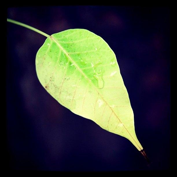 Nature Photograph - #leafs #leaf #green by Vassilis Valimitis