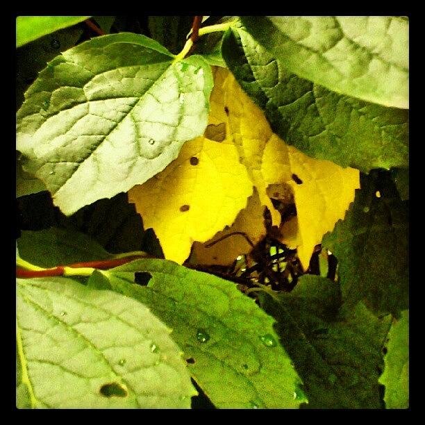 Nature Photograph - Leafs by Lilith Bergstrom Hessmyr