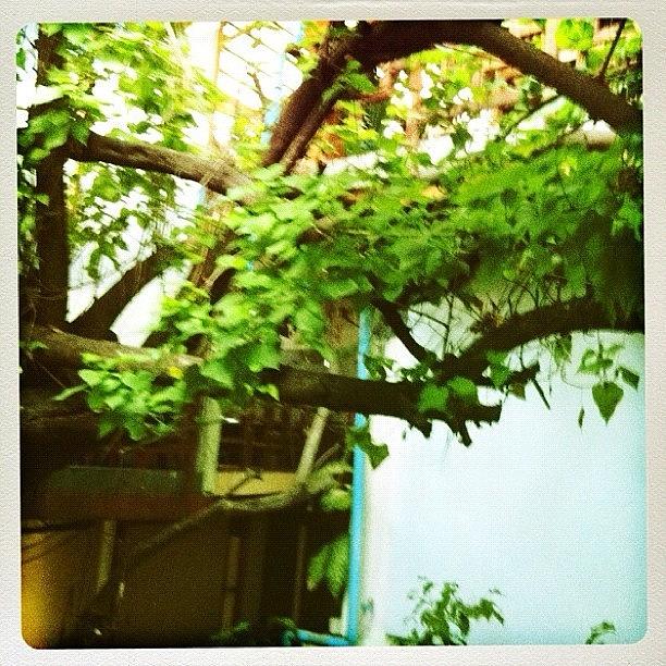 Instagram Photograph - Leafy Branch #instagram #iphoneography by Abid Saeed