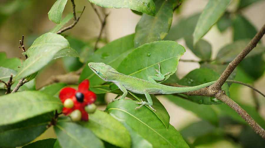 Nature Photograph - Leafy Lizard by Piers Caswell