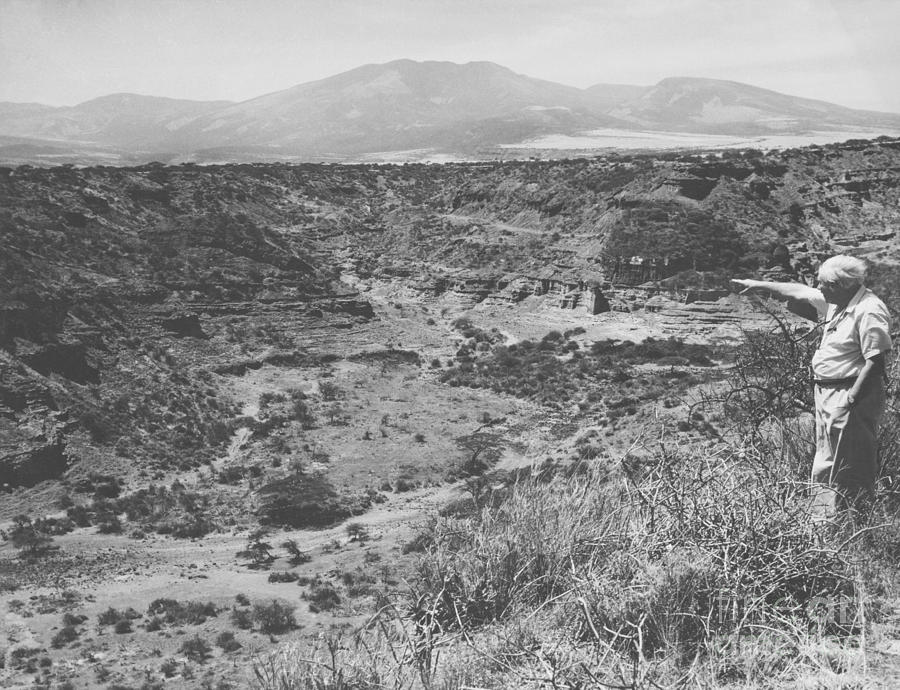 Leakey At The Olduvai Gorge Photograph by Science Source