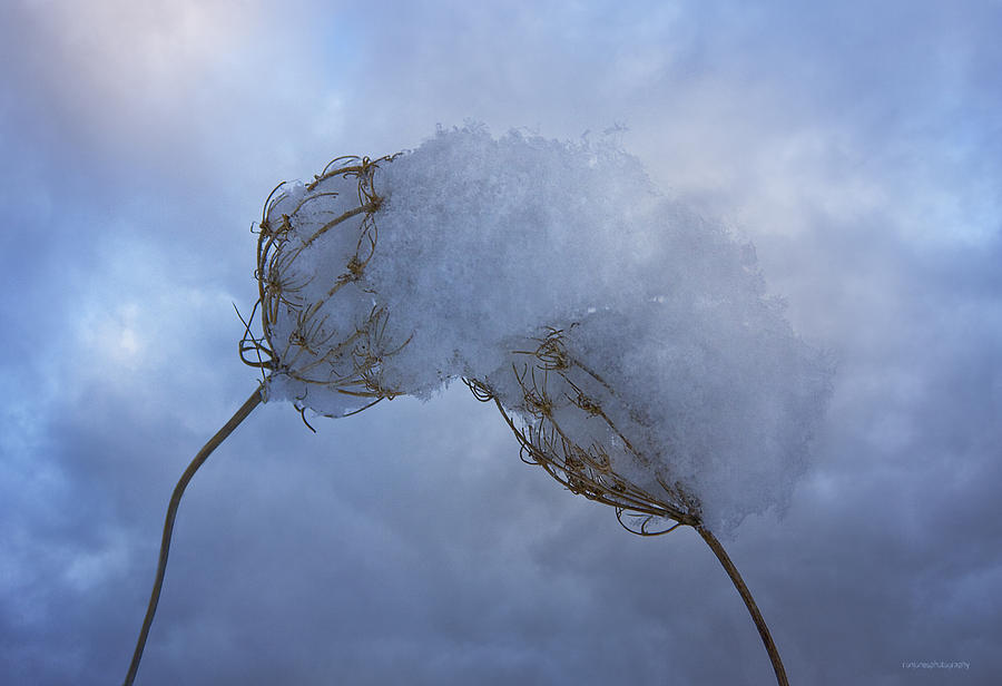 Winter Photograph - Lean On Me by Ron Jones