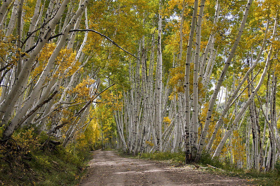 Leaning Aspens Photograph by Marta Alfred