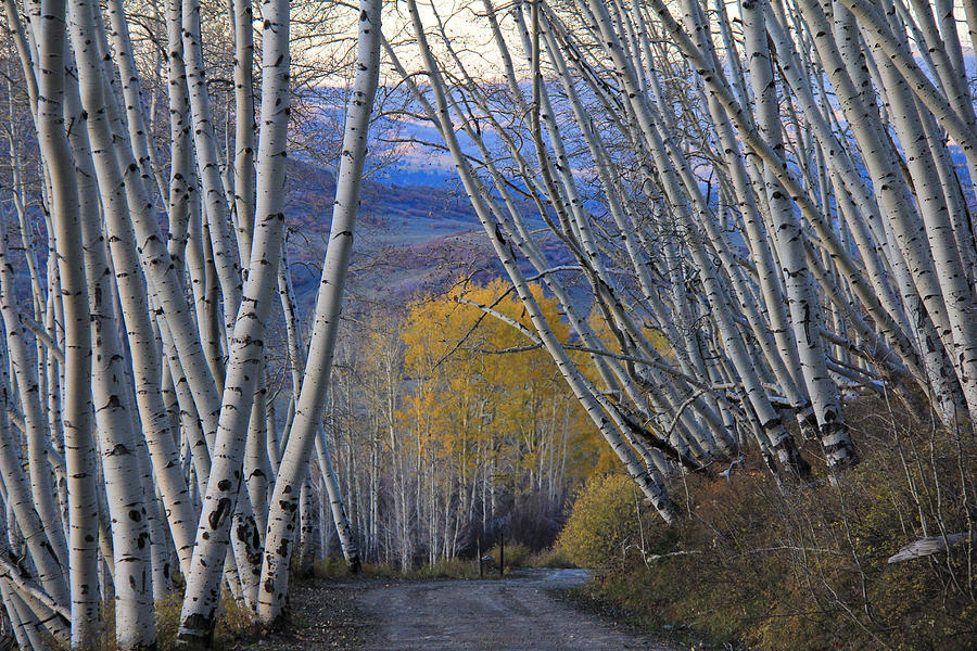 Leaning Aspens Waiting on Winter Photograph by Marta Alfred