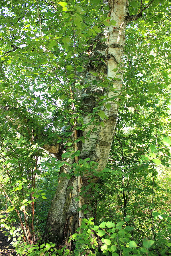 Leaning birch tree Photograph by Jim Sauchyn
