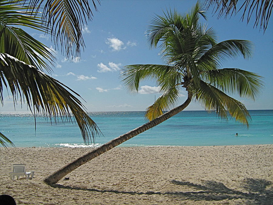 Leaning palm tree Photograph by Bill Hansen