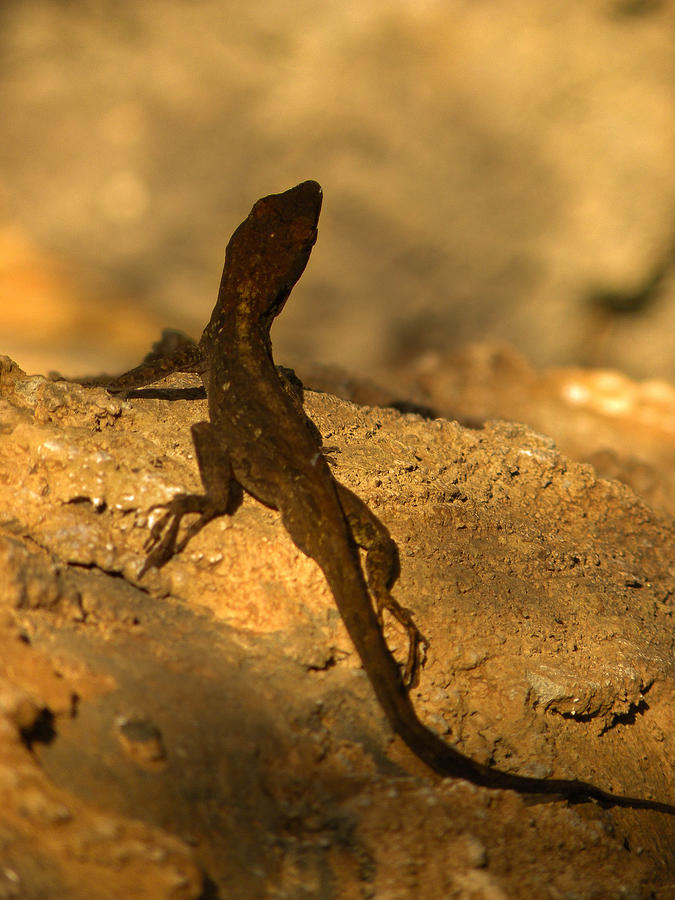 Newt Photograph - Leapin Lizards by Trish Tritz
