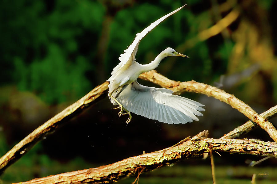 Leaping Great Egret Photograph by Steven Llorca