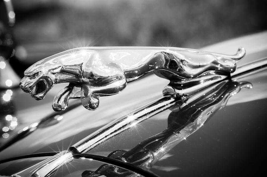 Leaping Jaguar Photograph by Sebastian Musial