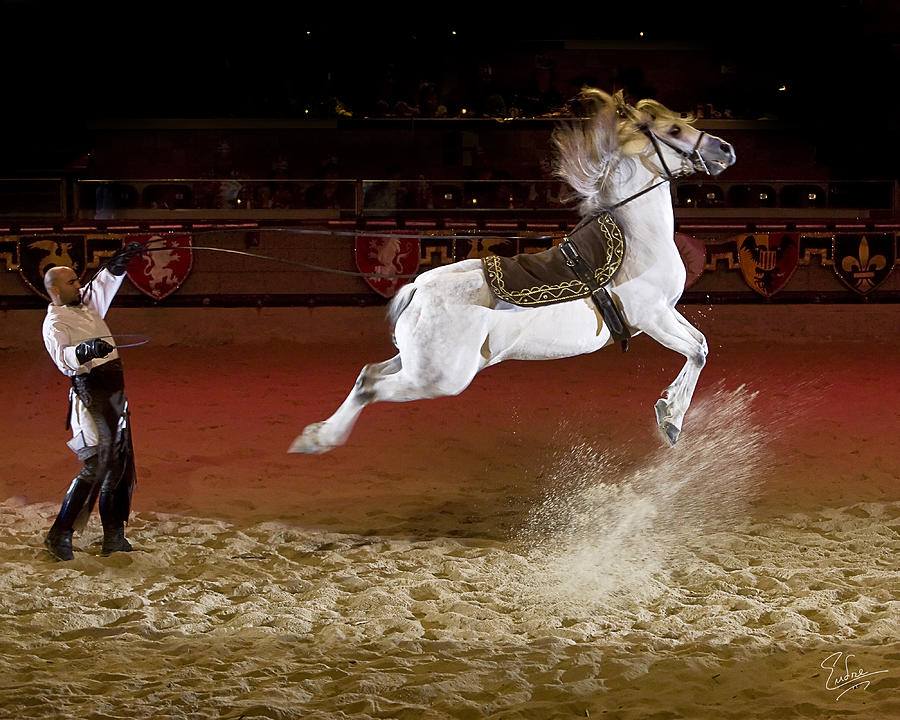 Leaping Lipizzaner Photograph by Endre Balogh