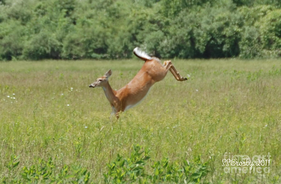 Leaping Through the Grass Photograph by Susan Stevens Crosby