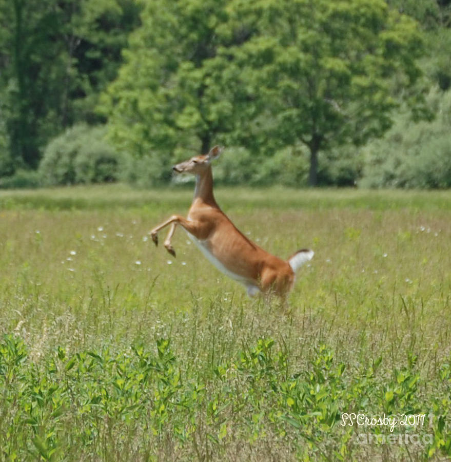 Leaping White-Tail Deer Photograph by Susan Stevens Crosby